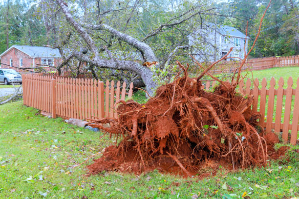 istock Hurricane caused trees to fall on fences around a house 2175928032