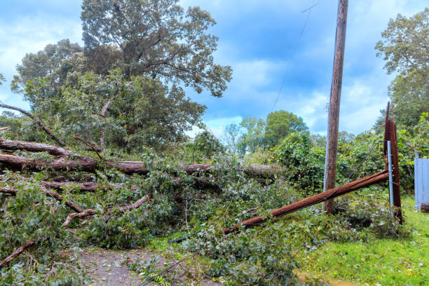 istock An electrical pole wires fall during tropical hurricane due to weight of a tree that has been blown down 2175928033