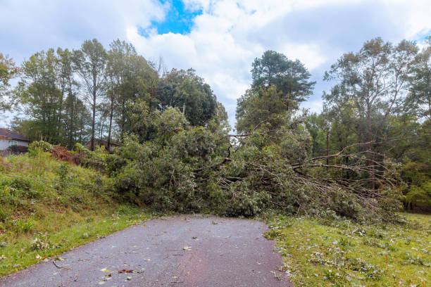 istock Road was damaged by trees uprooted by strong winds during storm a hurricane 2175928037