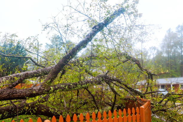 istock Tornado hurricane damaged fences around a house when trees fell 2175928194