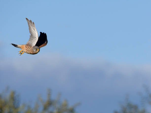 istock Kestrel, Falco tinnunculus 2175928572
