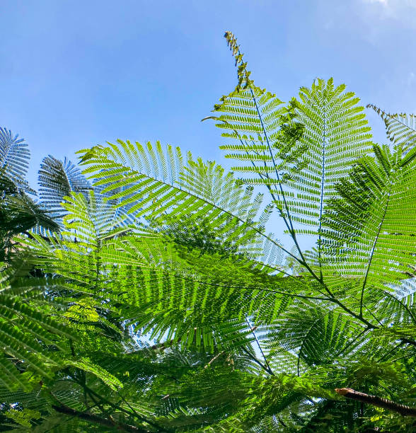 istock Tropical green leaves 2175930153