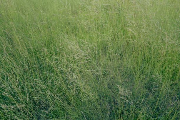 istock Beautiful grassy area material that fills the screen. 2175931550