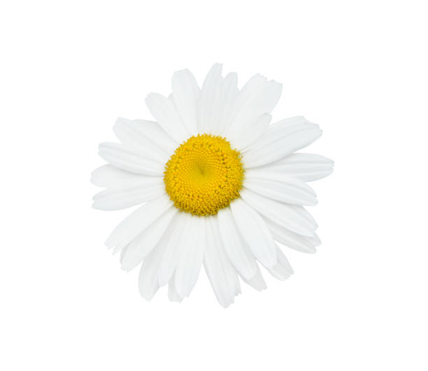 istock Chamomile or daisy flower close up isolated on white background with clipping path. Element for your design. 2175933006