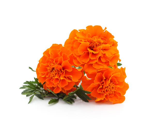 istock Bouquet of marigolds. 2175935739