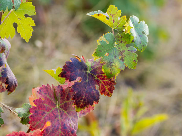 Colorful vine leaves in autumn