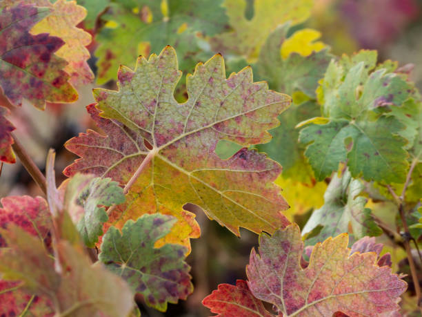 Colorful vine leaves in autumn