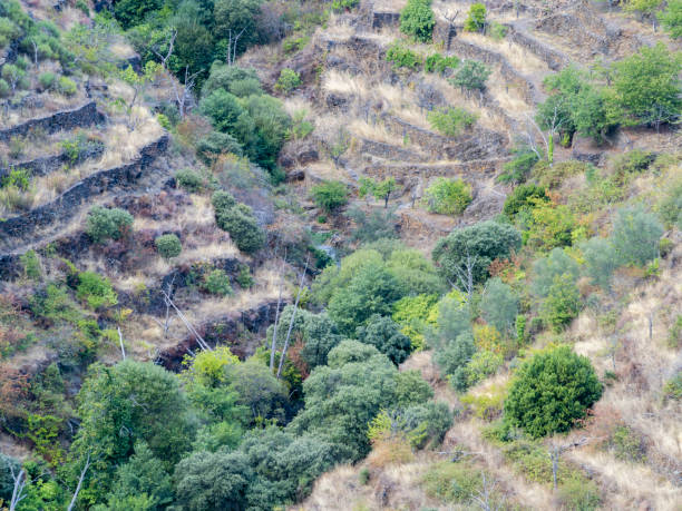 Abandoned agricultural terraces