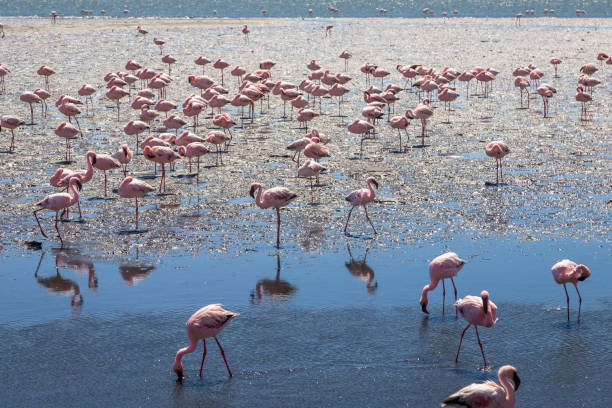 istock The magic of flamingo flocks 2175937345