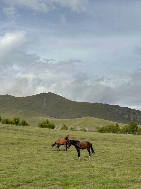 istock Two horses graze peacefully in a vast green meadow, framed by rolling hills and a cloudy sky 2175939863