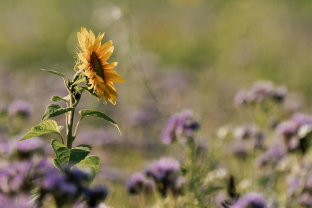 Sunflower on a field in the summer