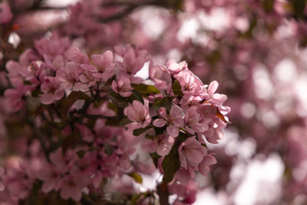 Close-up of beautiful pink crab apple flowers blooming in a tree.