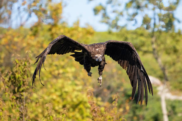 istock Flying black vulture Aegypius monachus. Close up 2175943806