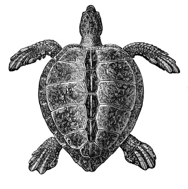 Tortoise woodcut engraving 1842 Engraving from Galerie pittoresque d’histoire naturelle by Andrew B. Leloir 1842 wood turtle stock illustrations