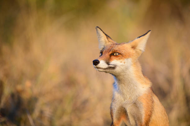 Portrait of a beautiful male red fox against a dark background.