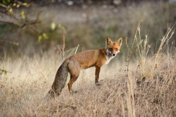 istock Portrait red fox Vulpes vulpes in the wild 2175945102