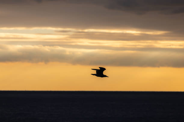 Flying seagull, seascape with cloudy sky at sunset.\nIstanbul - Turkey.