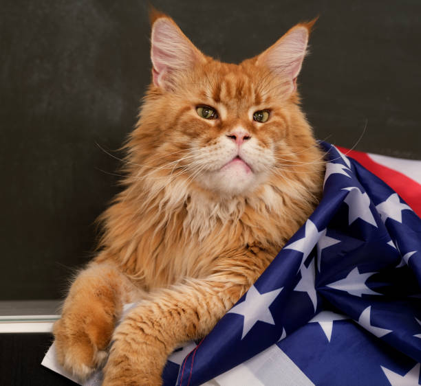 istock A red Maine Coon cat lying under an American flag on a black background. 2175946619