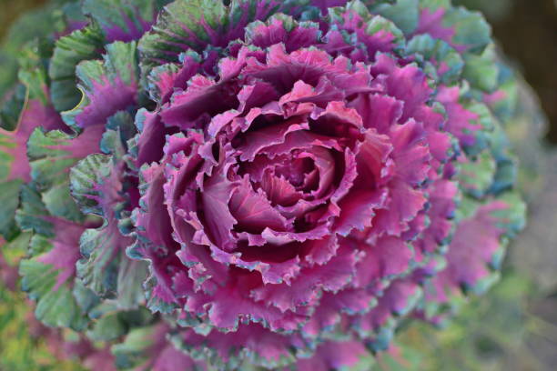 istock Ornamental cabbage, Osaka Red variety. 2175947441