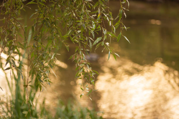 Ducks Gliding Through Golden Fall Reflections