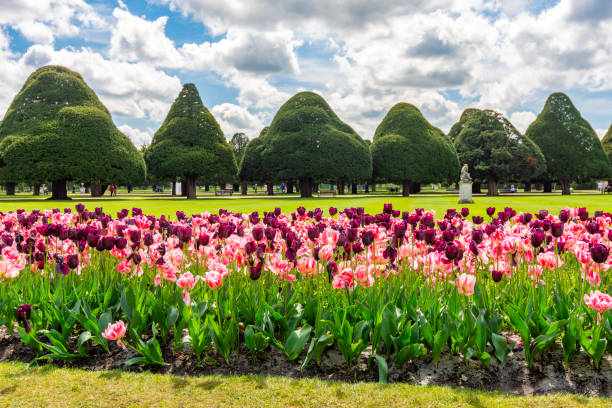 London, UK - 29 April 2024: Spring tulips in Hampton court gardens