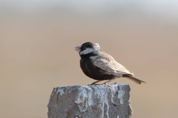 black-crowned sparrow-lark (Eremopterix nigriceps) at desert national park in Rajasthan, India