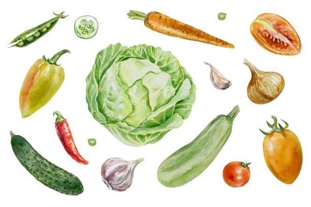 istock Vegetables set. Cabbage, cucumber, zucchini, tomatoes, onion, peas. Watercolor illustration isolated. Labels, packages, Harvest and Vegetarian Day. 2175952013