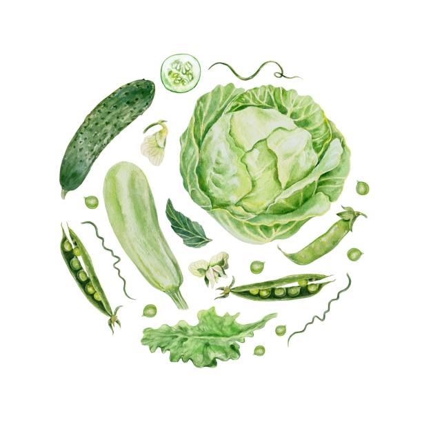 istock Vegetables set. Green cabbage, zucchini, cucumber, peas, lettuce. Watercolor illustration. Cards, labels, packages, banners, Harvest, Vegetarian Day. 2175952086