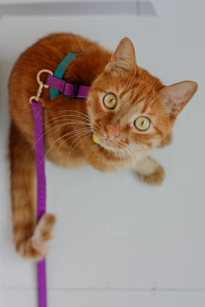 istock Orange cat on a leash exploring indoors, with curious gaze and vibrant collar 2175952277