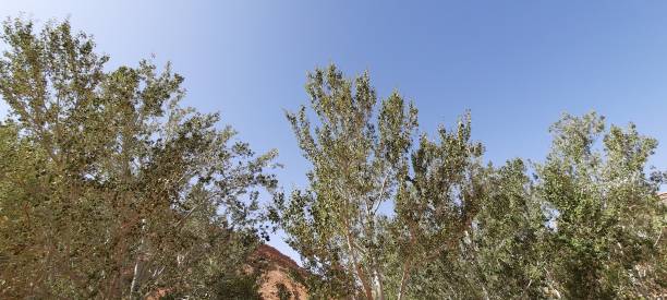 istock The Graceful Willow on a Sunny day. 2175953233
