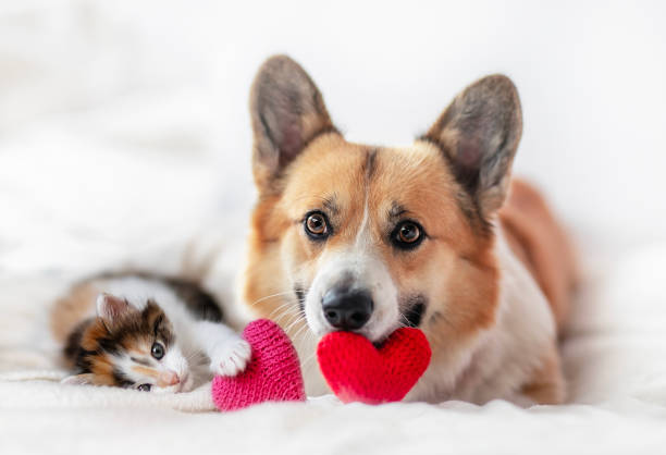 istock cute dog and kitten lying next to hearts on valentines day 2175953661