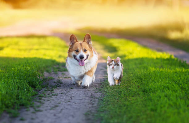 istock cute dog and kitten lying next to hearts on valentines day 2175953680