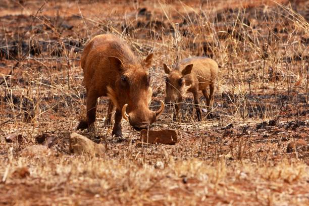 Mom and baby warthog scavenging