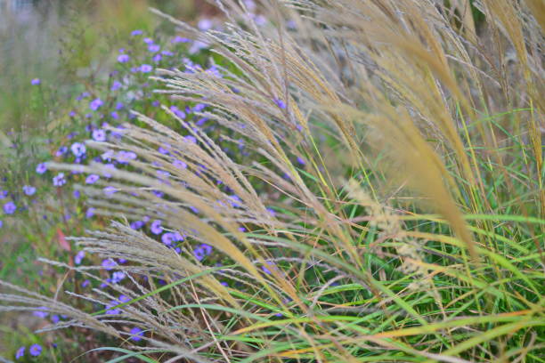 istock Reed grass and blue flowers on a field in autumn. 2175956331