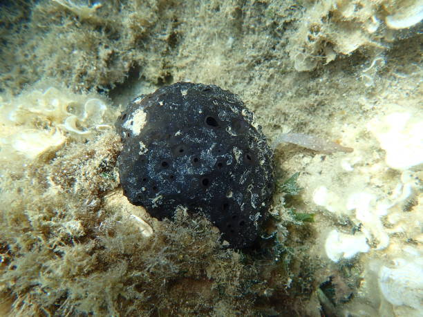 istock Black leather sponge (Sarcotragus spinosulus) undersea, Aegean Sea 2175958181