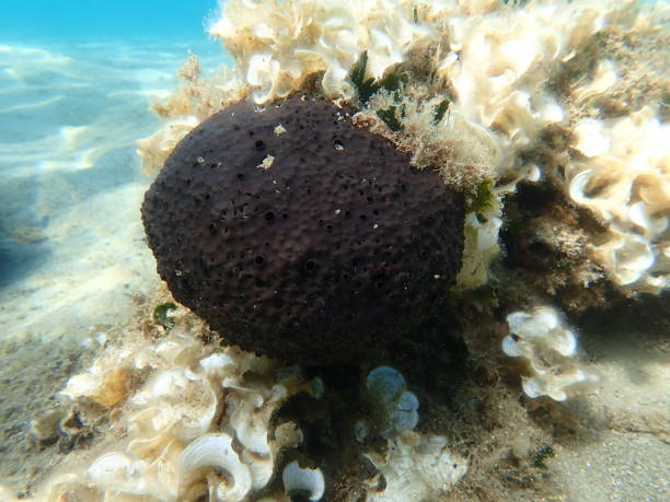 istock Black leather sponge (Sarcotragus spinosulus) undersea, Aegean Sea 2175958389