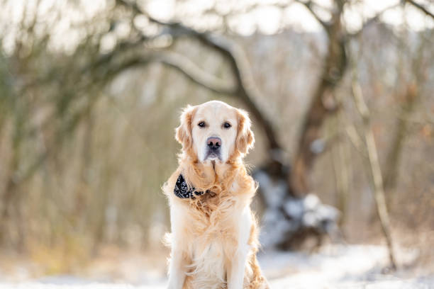 istock Golden Retriever Dog Sits Against Winter Forest Backdrop 2175959222