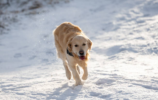 istock Golden Retriever Runs On Snow In Winter Forest 2175959481