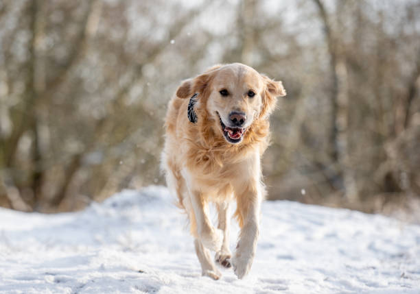 Golden Retriever Joyfully Runs During A Winter Walk In The Park