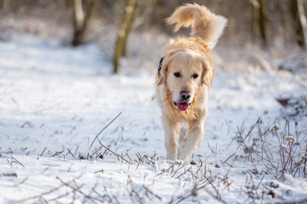 istock Golden Retriever Joyfully Runs On Winter Walk In Park 2175960622