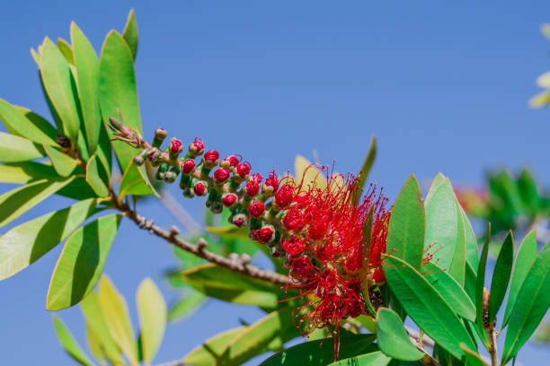 A red bottlebrush bush (Callistemon). Red flowers