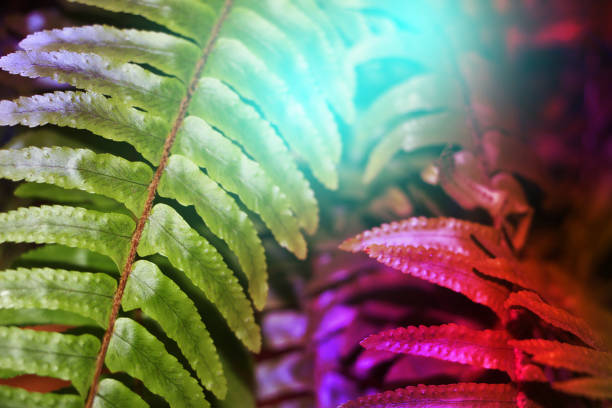 Fern leaf in cyan and purple neon light close-up