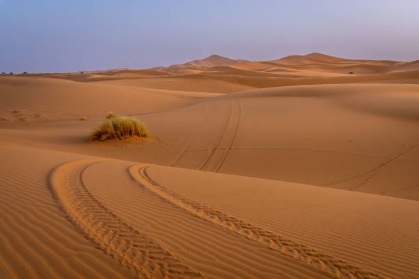 istock Desert sand dunes with tire tracks and grass tuft. 2175964108