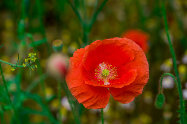 istock beautiful flowers growing on Confetti fields 2175964256
