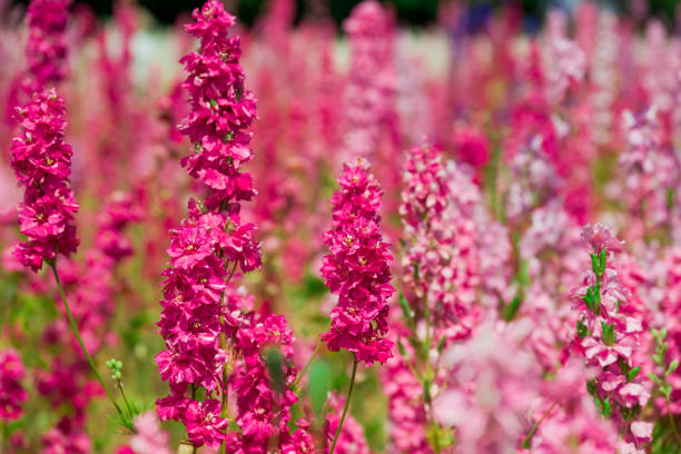 istock beautiful flowers growing on Confetti fields 2175964581