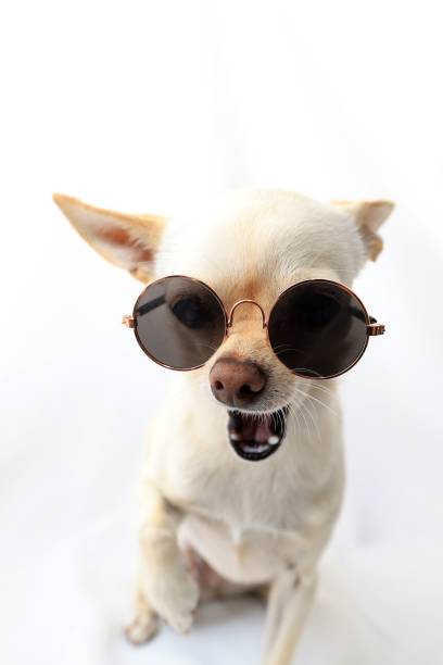 istock A small white Chihuahua  dog with glasses 2175964708
