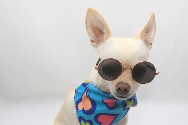 A stylish Chihuahua wearing round sunglasses and a heart-patterned bandana sits confidently on a white background.