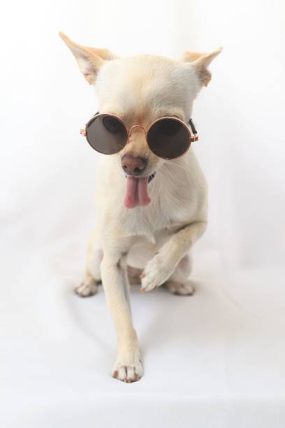 istock A small white Chihuahua dog with glasses 2175964731