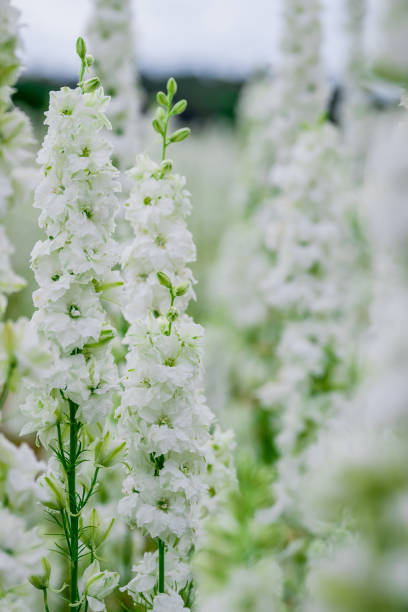 istock beautiful flowers growing on Confetti fields 2175964811