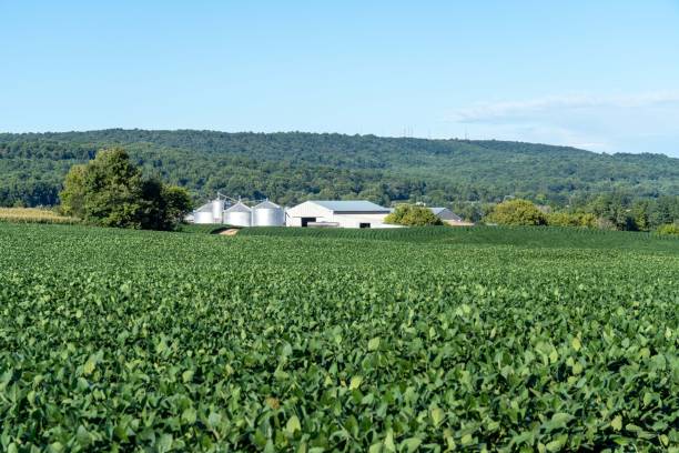 istock Soybean field with farmhouse and silos 2175964954